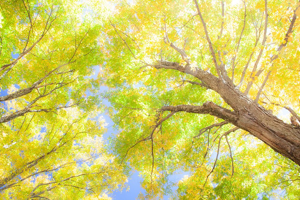 USA-New England-Vermont Autumn looking up into Sugar Maple Trees art print by Sylvia Gulin for $57.95 CAD